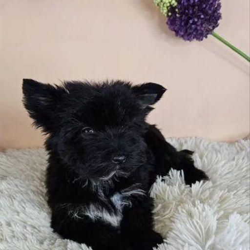 Изображение питомца