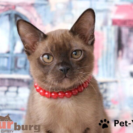 Изображение питомца