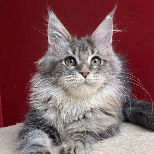 Изображение питомца