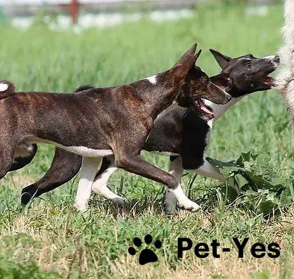 Изображение питомца