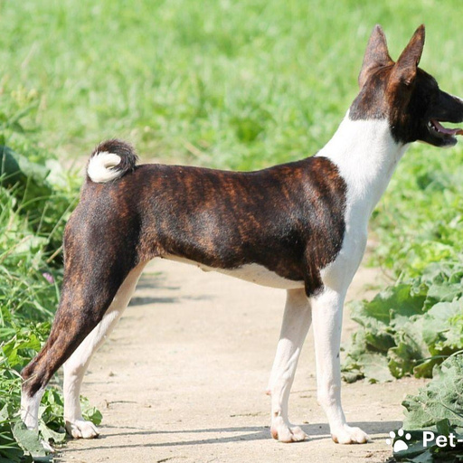 Изображение питомца