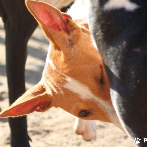 Изображение питомца