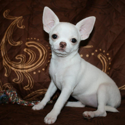 Изображение питомца