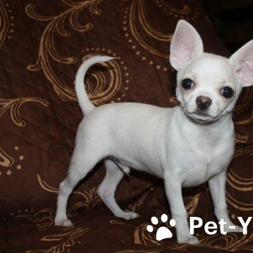 Изображение питомца