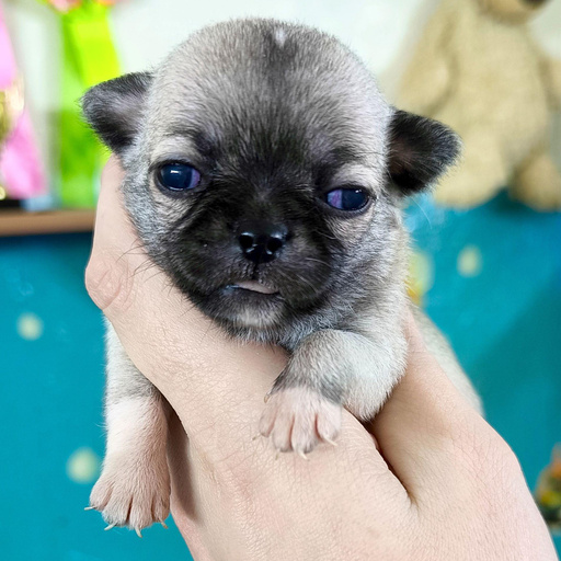 Изображение питомца