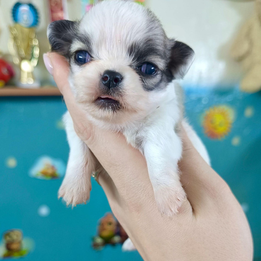 Изображение питомца