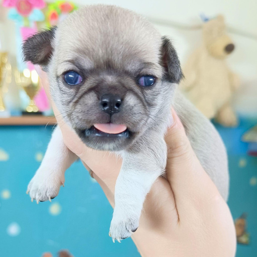 Изображение питомца