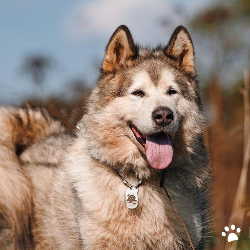 Изображение питомца