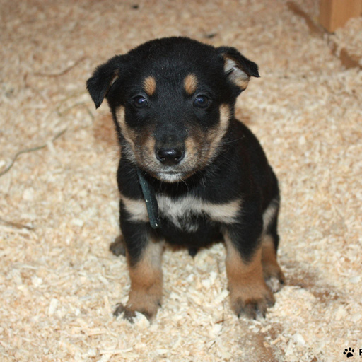 Изображение питомца