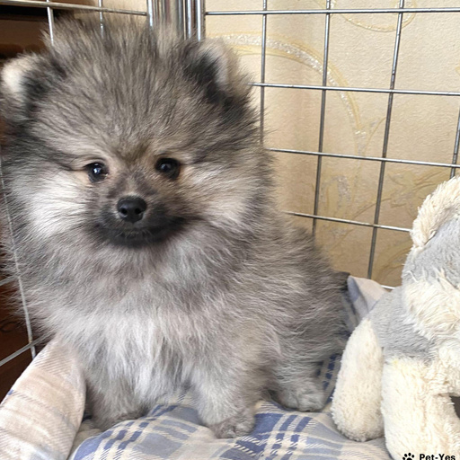 Изображение питомца