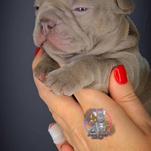 Изображение питомца