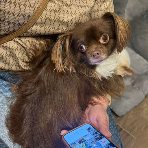 Изображение питомца