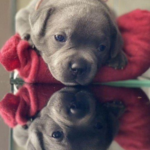 Изображение питомца