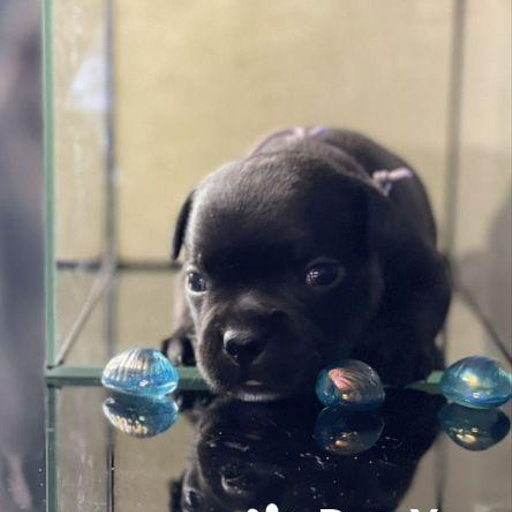 Изображение питомца