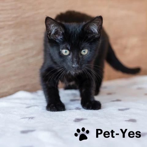 Изображение питомца