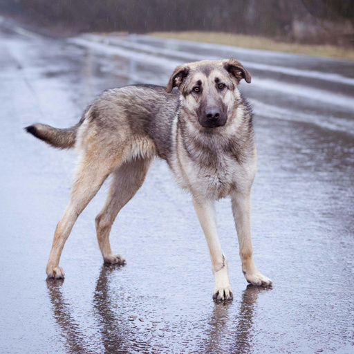 Изображение питомца