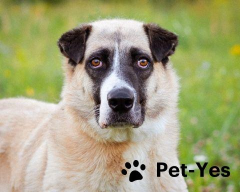 Изображение питомца