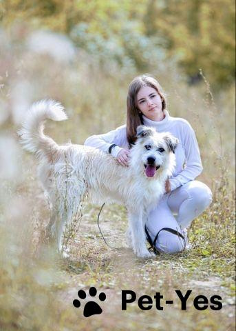 Изображение питомца