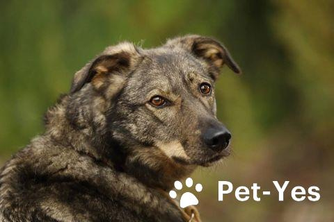 Изображение питомца