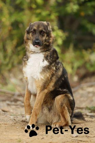 Изображение питомца