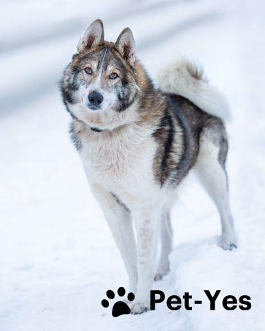 Изображение питомца