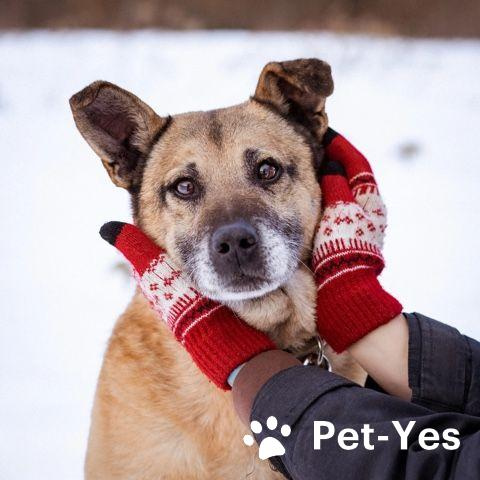 Изображение питомца