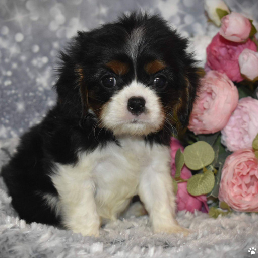 Изображение питомца