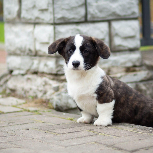 Изображение питомца