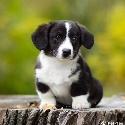 Изображение питомца