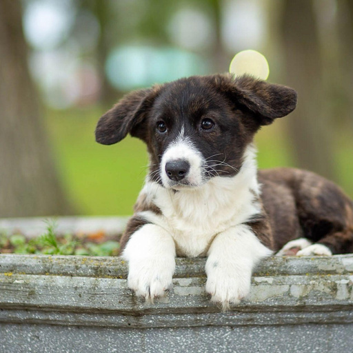 Изображение питомца