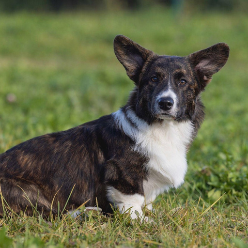 Изображение питомца