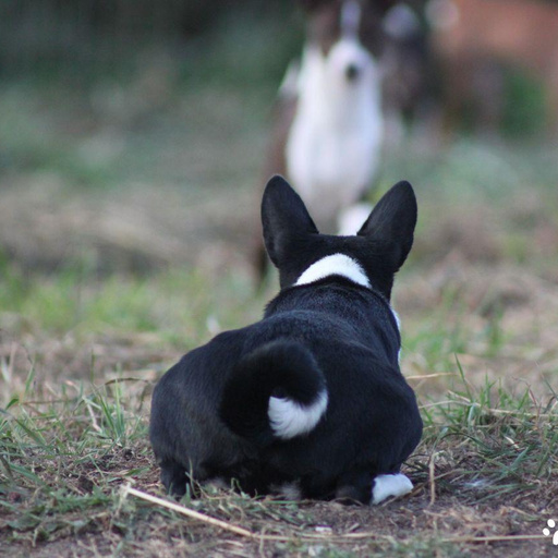 Изображение питомца