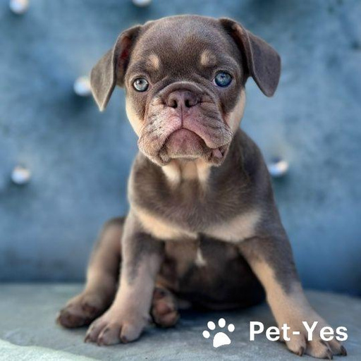 Изображение питомца