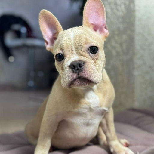 Изображение питомца