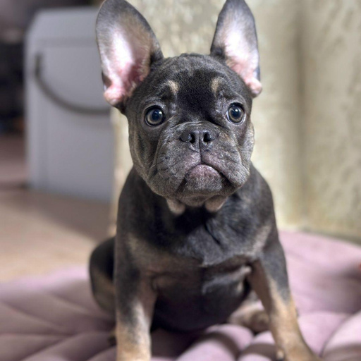 Изображение питомца