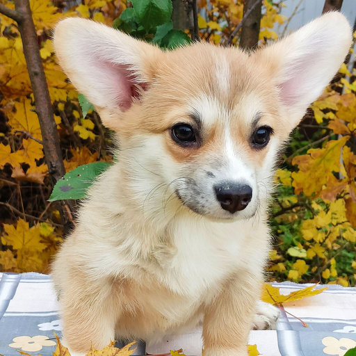 Изображение питомца