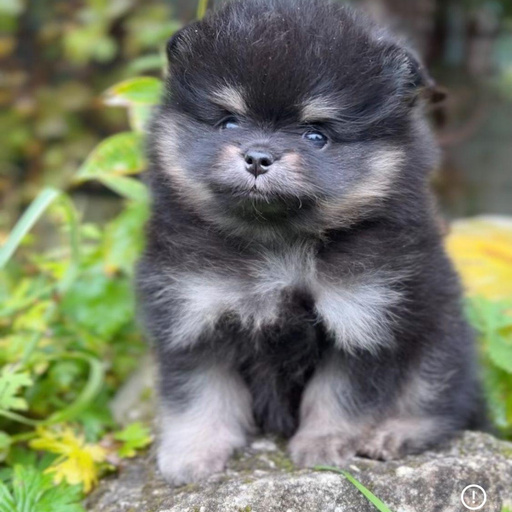 Изображение питомца