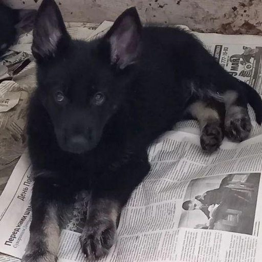 Изображение питомца