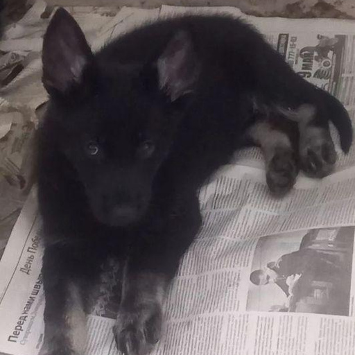 Изображение питомца