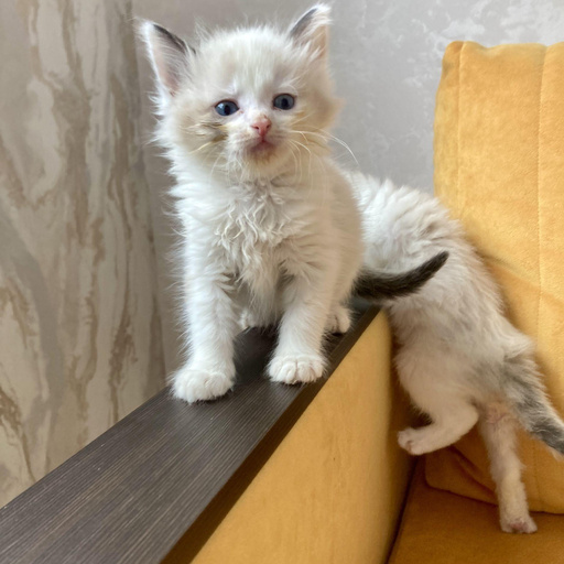 Изображение питомца