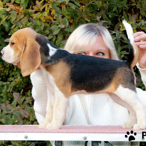 Изображение питомца