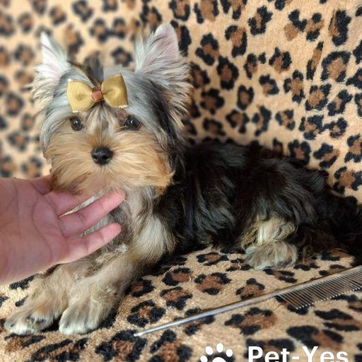 Изображение питомца