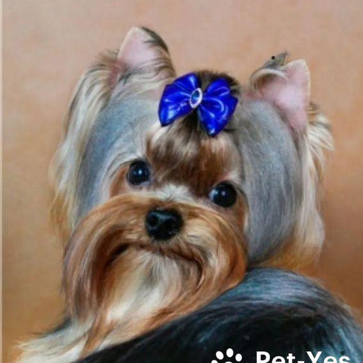 Изображение питомца