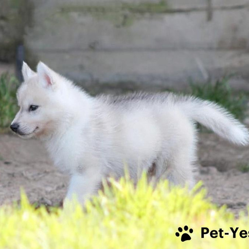 Изображение питомца