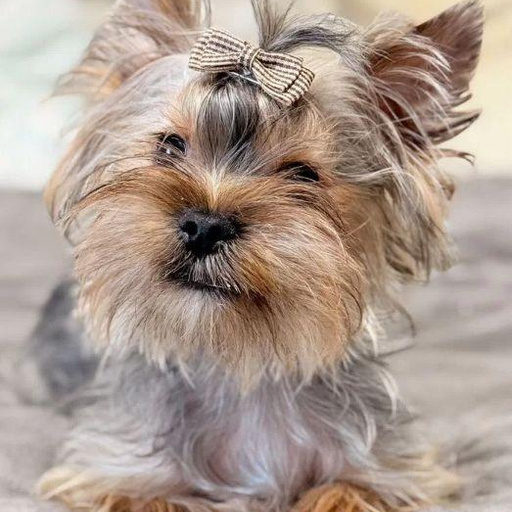 Изображение питомца