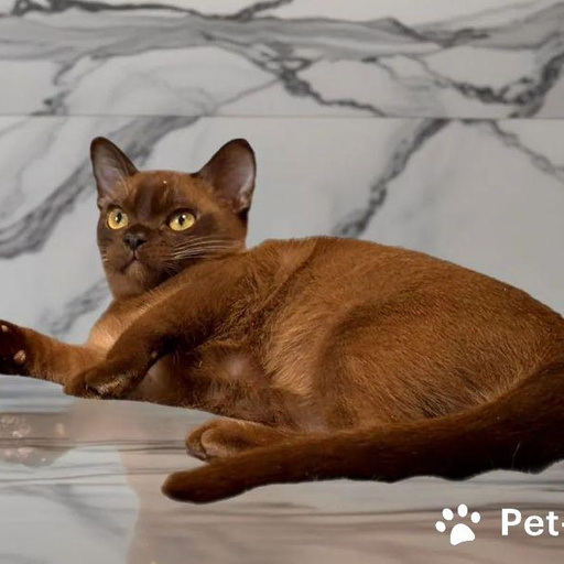 Изображение питомца