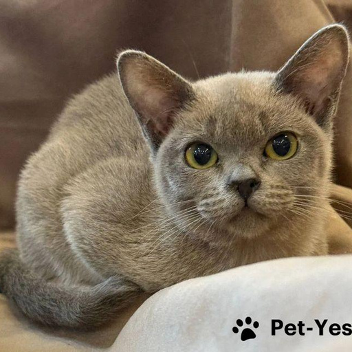 Изображение питомца