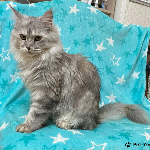 Изображение питомца