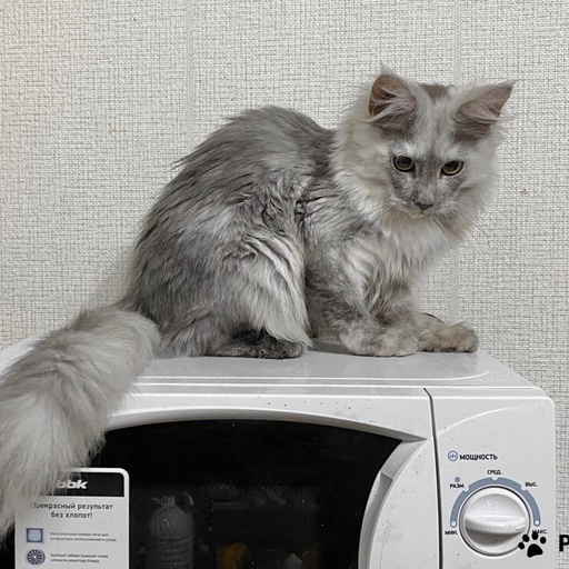 Изображение питомца