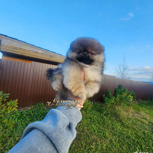 Изображение питомца